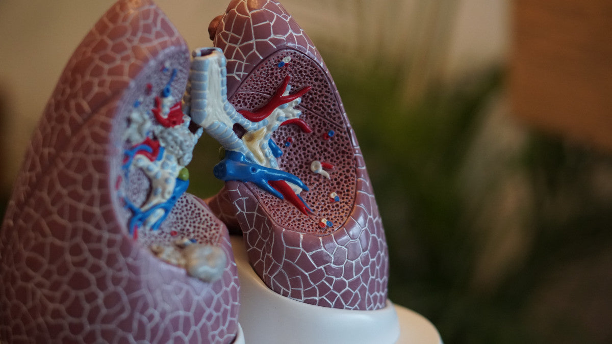 does chewing tobacco affect the lungs Does Chewing Tobacco Affect Your Lungs? does chewing tobacco affect the lungs Does Chewing Tobacco Affect Your Lungs?