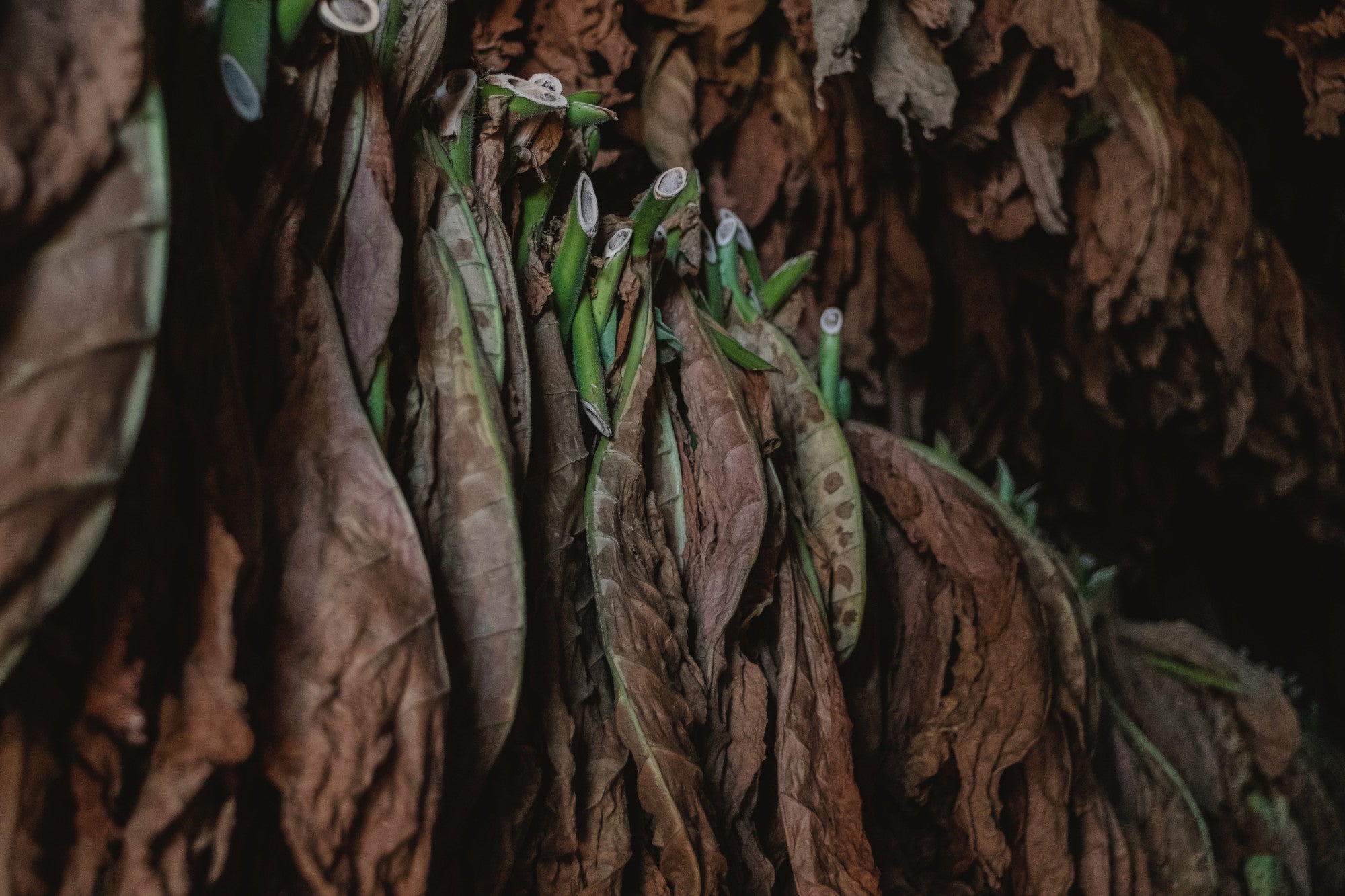 tobacco and covid The tobacco industry is creating controversy & confusion about the risk of  nicotine & tobacco product use and #COVID19. FACT: Health experts have  warned that smokers with COVID-19 likely suffer more serious